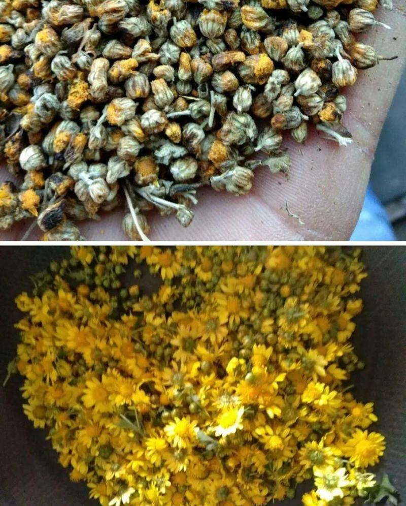 贵州野生菊花