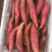 烟薯25种薯高代种薯红皮红心出芽率高