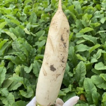 白萝卜精品市场货通货食堂活都有