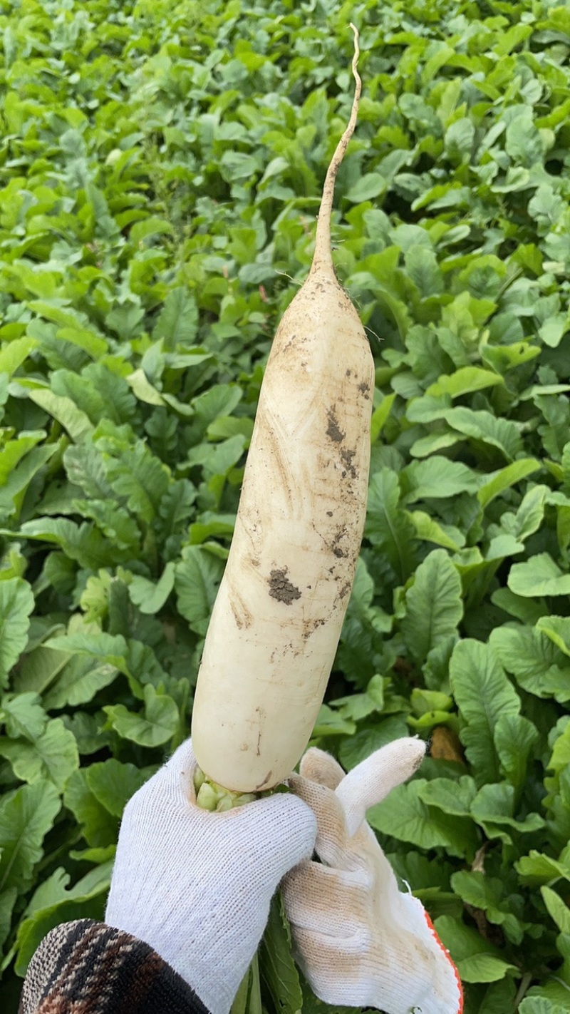白萝卜精品市场货通货食堂活都有