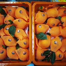 爱媛果冻橙福建葡萄柚现已大量上市有需要的请后台我
