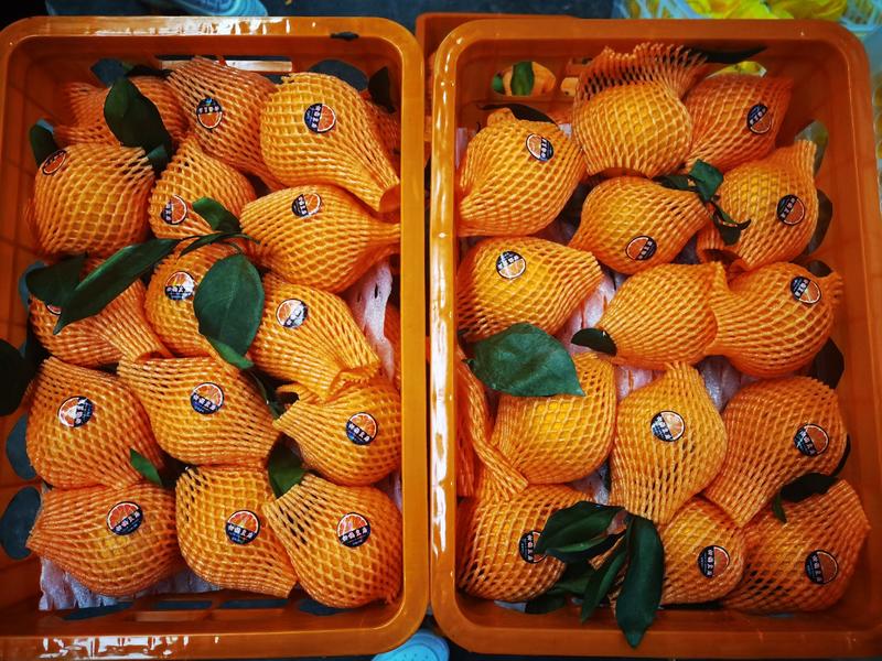 爱媛果冻橙福建葡萄柚现已大量上市有需要的请后台联系我