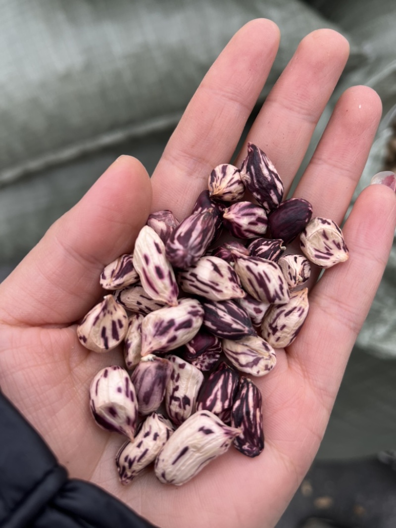 【畅销榜】云南七彩花生，颗粒饱满，颜色新鲜，优质七彩花生
