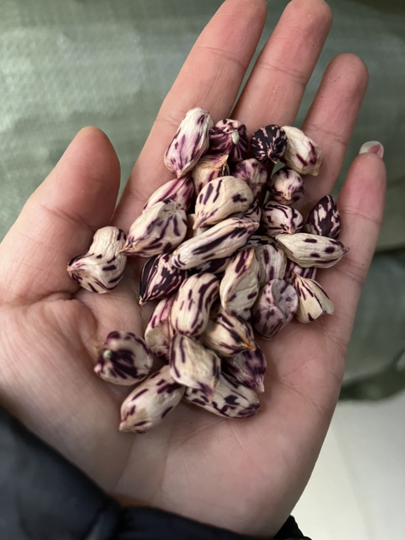 【畅销榜】云南七彩花生，颗粒饱满，颜色新鲜，优质七彩花生