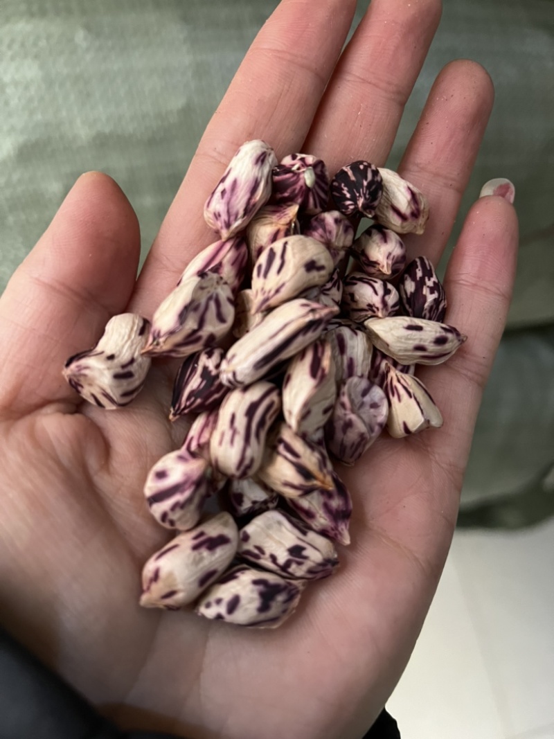 【畅销榜】云南七彩花生，颗粒饱满，颜色新鲜，优质七彩花生