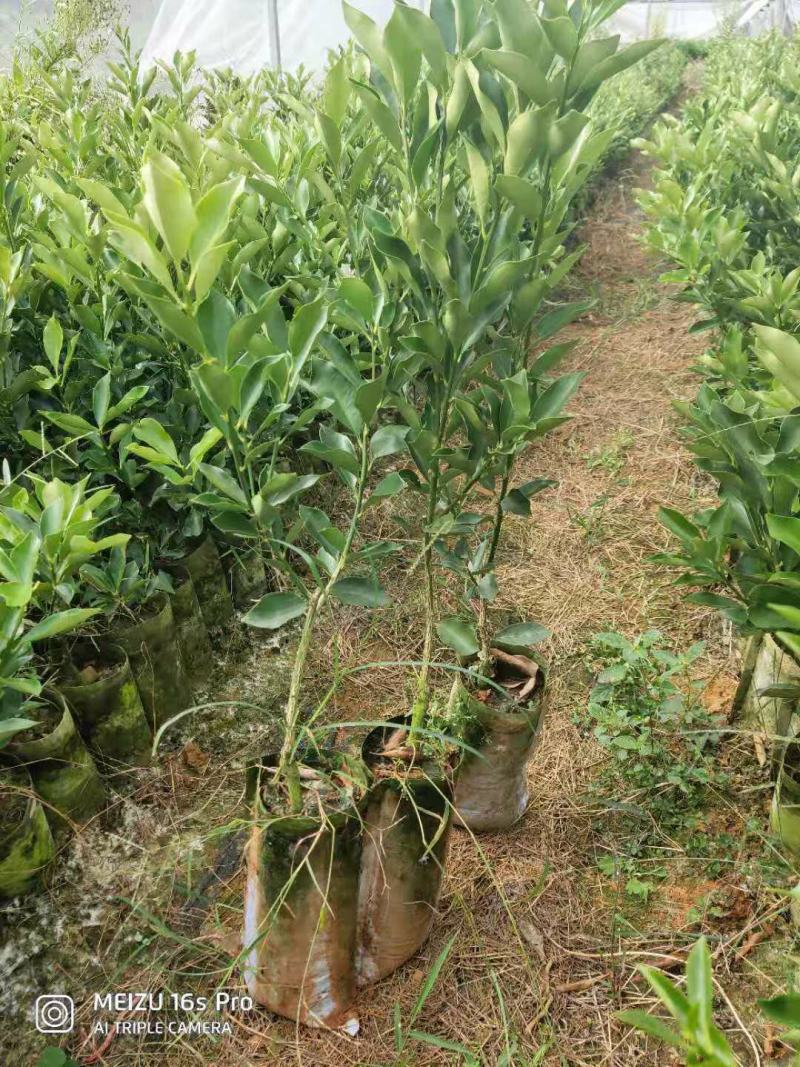 脆蜜金桔苗(新品种)桂林优质金桔苗地苗杯苗批发