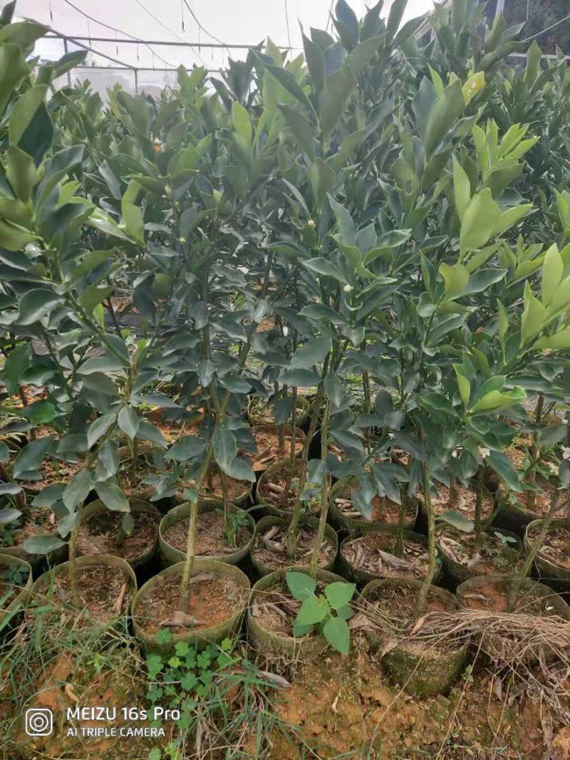 脆蜜金桔苗(新品种)桂林优质金桔苗地苗杯苗批发