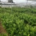 脆蜜金桔苗(新品种)桂林优质金桔苗地苗杯苗批发