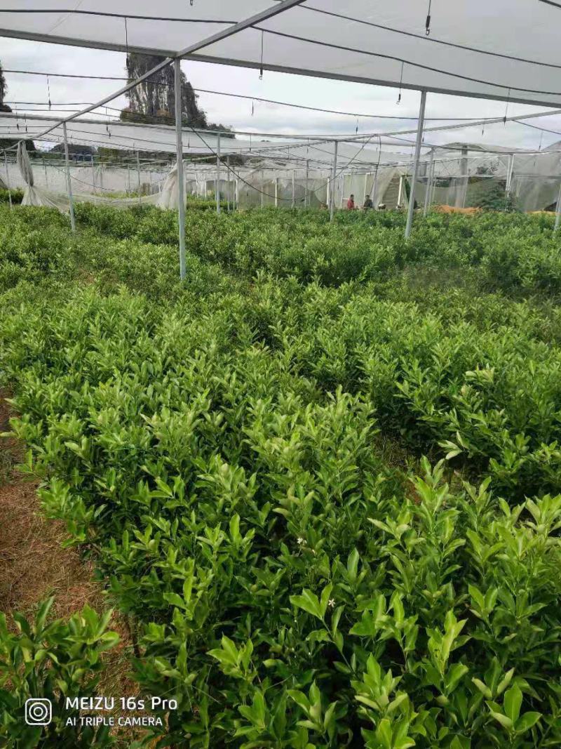 脆蜜金桔苗(新品种)桂林优质金桔苗地苗杯苗批发