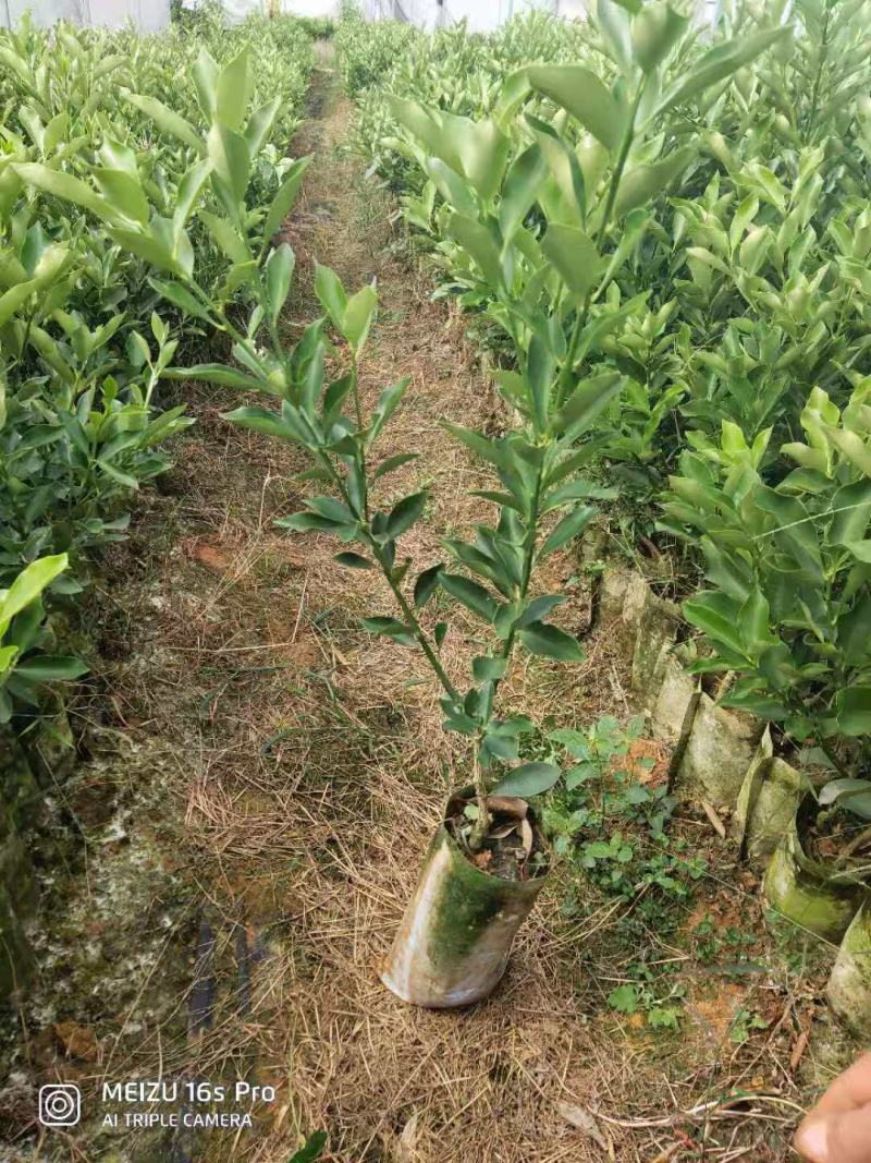 脆蜜金桔苗(新品种)桂林优质金桔苗地苗杯苗批发