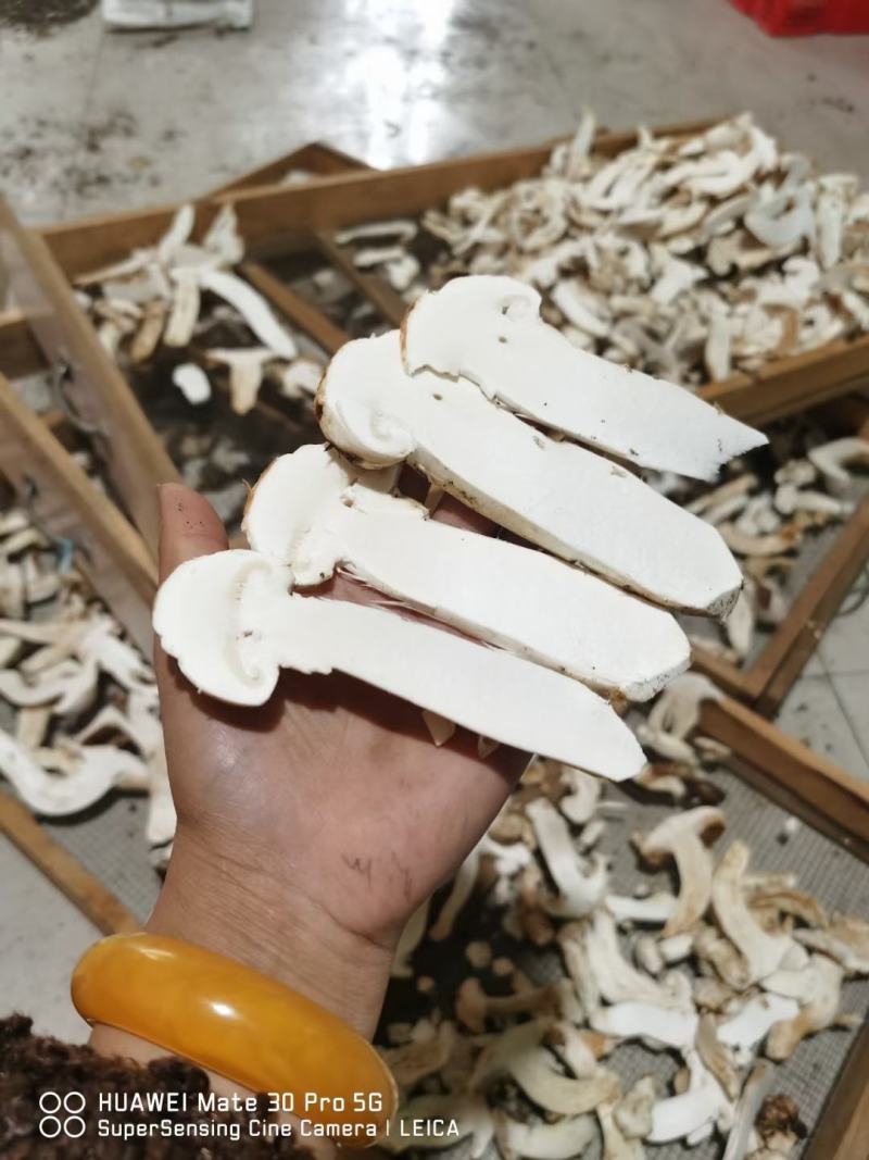 香格里拉松茸干片自烤自销产地直供包邮