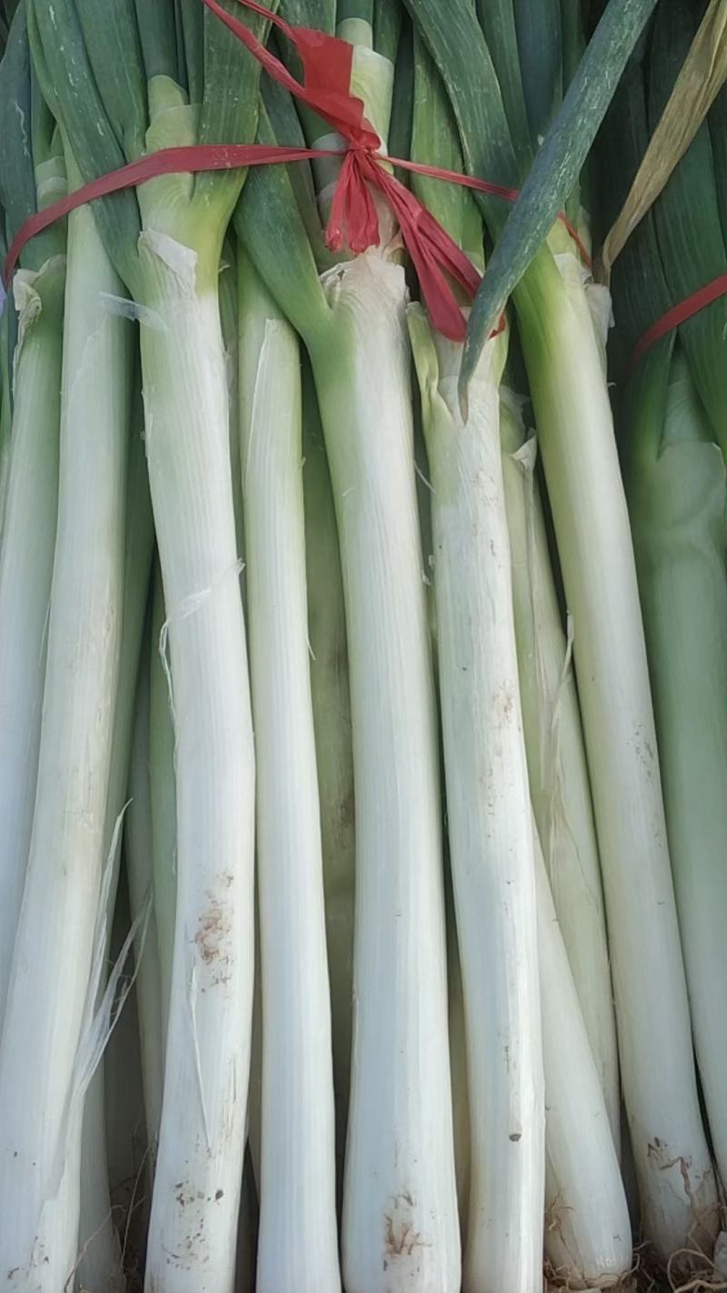 娃娃菜白菜大葱