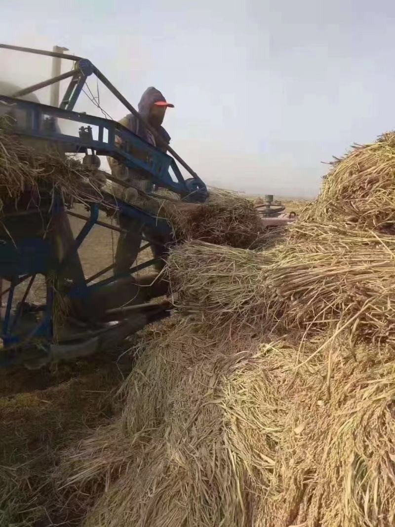 自产自销稻花香大米
