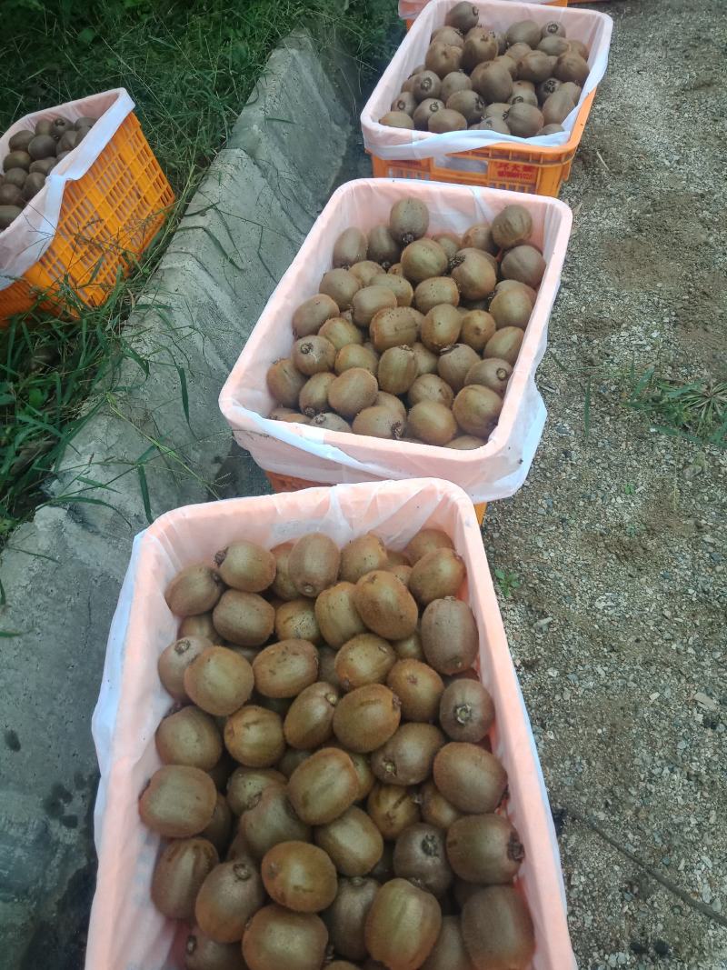 陕西宝鸡眉县冷库果精品徐香猕猴桃