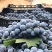云南夏黑无籽葡萄大量上市电商平台必备产品硬货