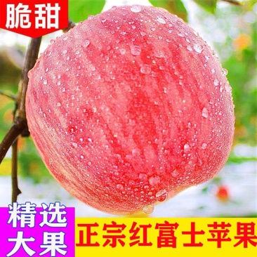 苹果红富士苹果河北昌黎红富士苹果量大从优基地直供