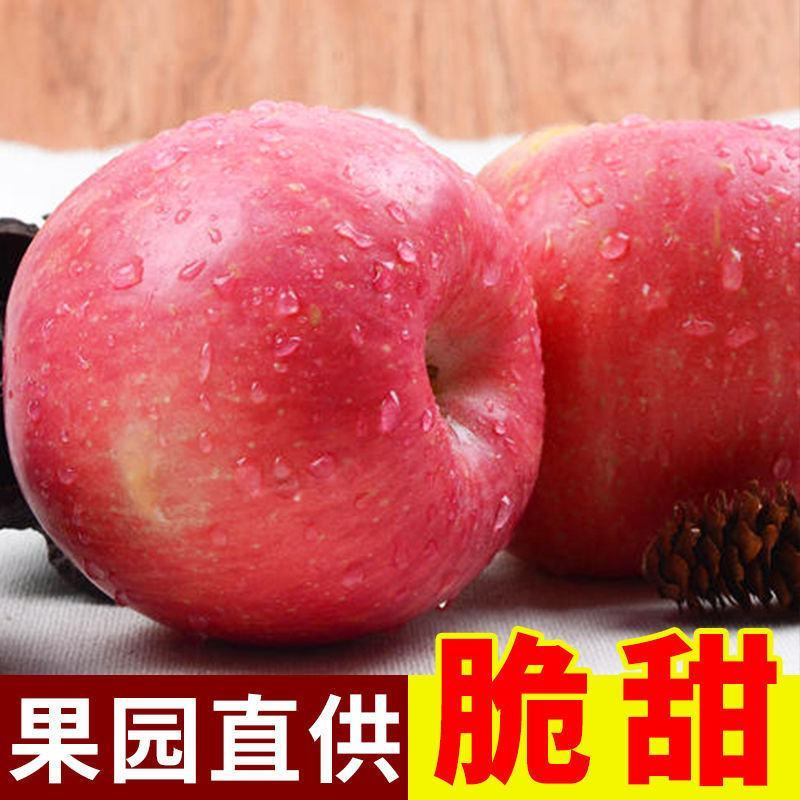 苹果红富士苹果河北昌黎红富士苹果量大从优基地直供