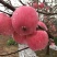 苹果红富士苹果河北昌黎红富士苹果量大从优基地直供