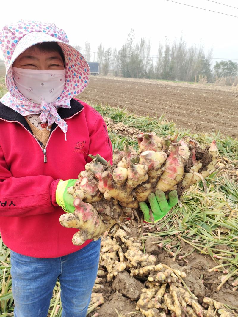 精选大黄姜电商货【水洗姜-烘干姜】全国发货/坏烂全赔