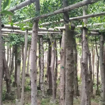 小叶榕福建漳州小叶榕绿化庭院设计基地直供大小规格