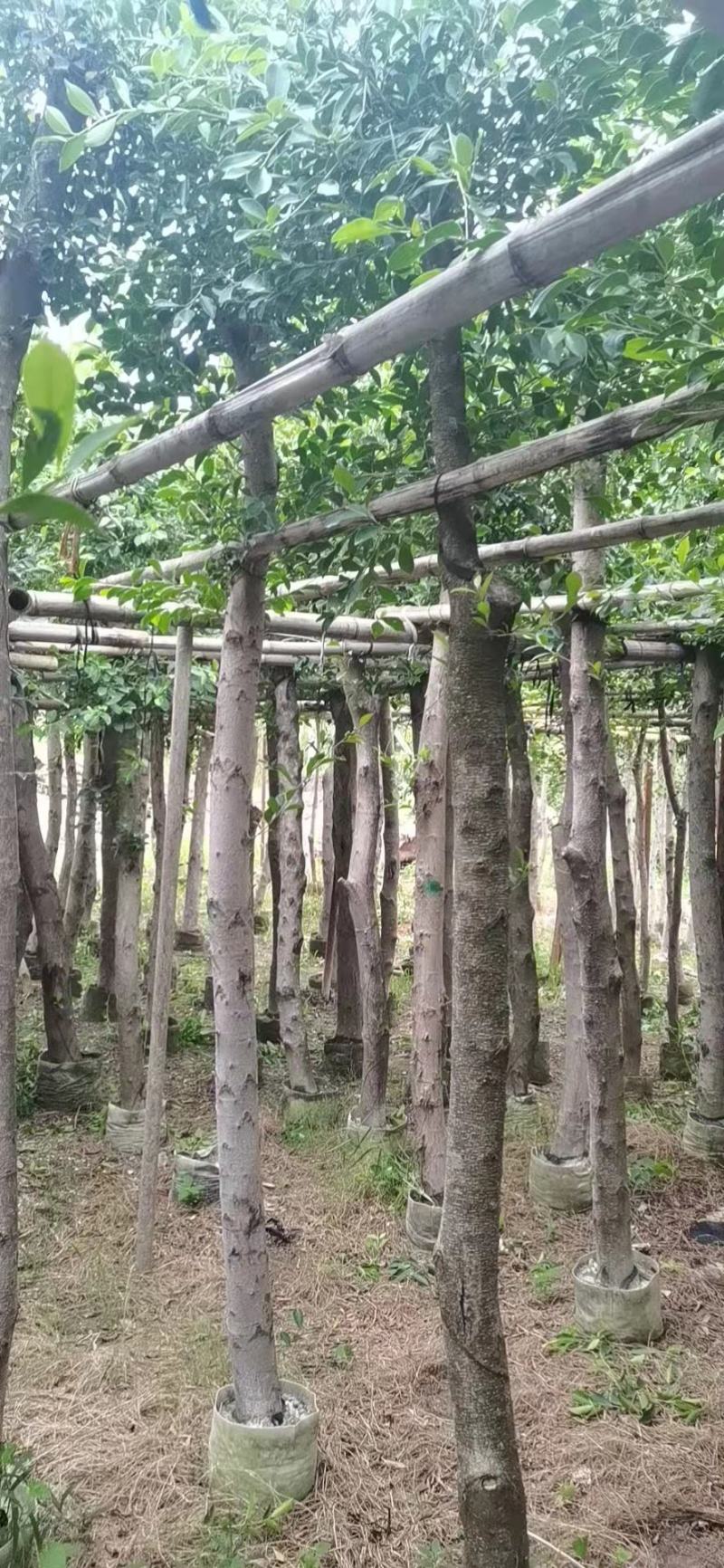 小叶榕福建漳州小叶榕绿化庭院设计基地直供大小规格