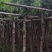 小叶榕福建漳州小叶榕绿化庭院设计基地直供大小规格