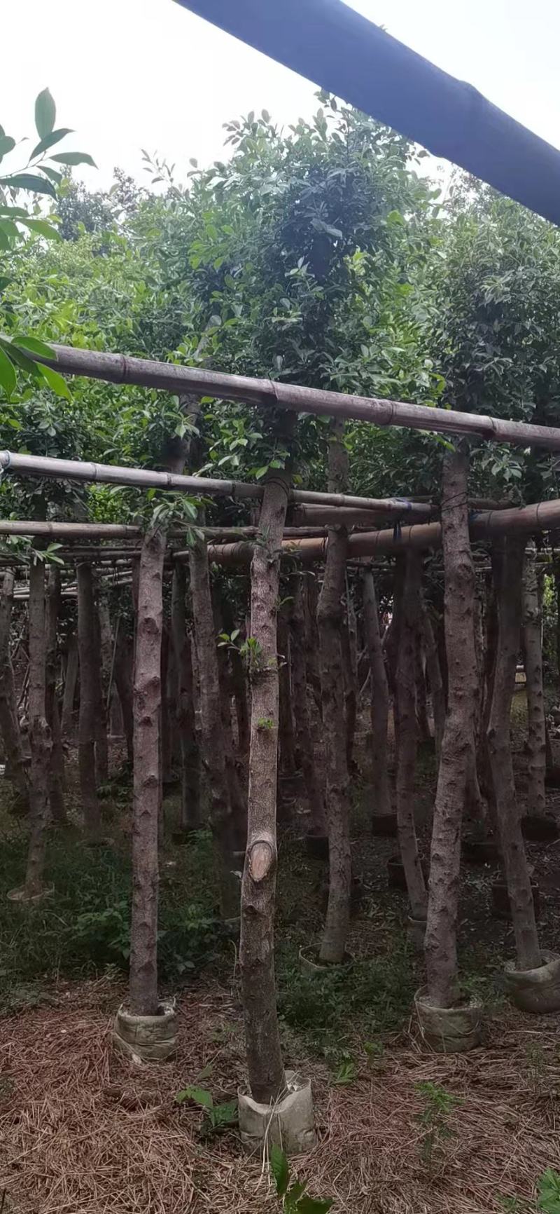 小叶榕福建漳州小叶榕绿化庭院设计基地直供大小规格