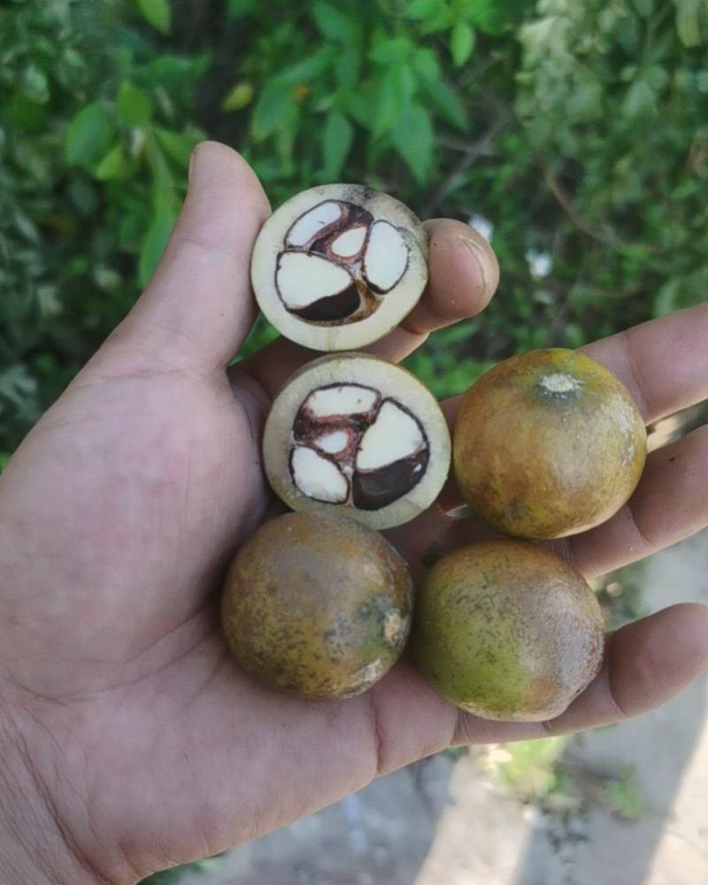 大量供应，山茶油果，优质茶油果-政府扶贫项目