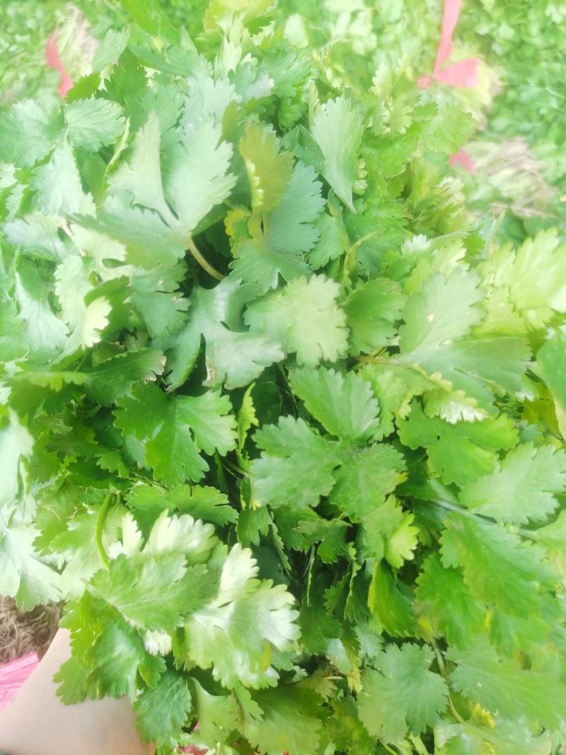 【好货】河南大叶香菜，精心采摘装车发货，货源稳定供货全国