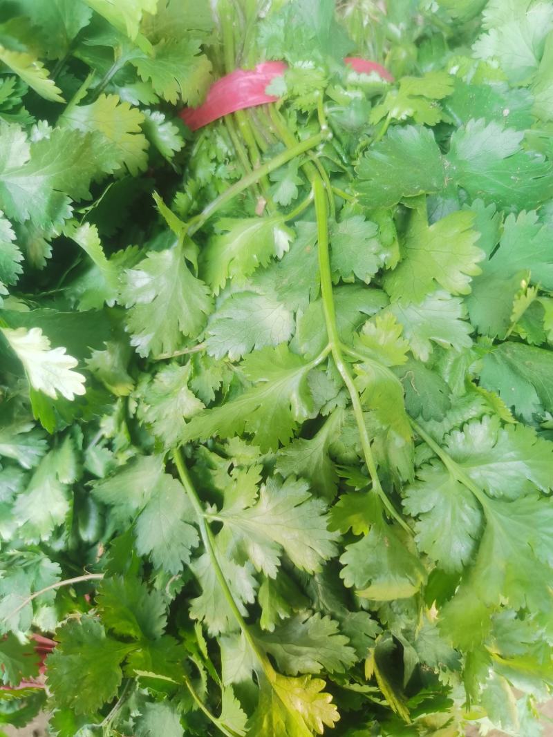 【好货】河南大叶香菜，精心采摘装车发货，货源稳定供货全国
