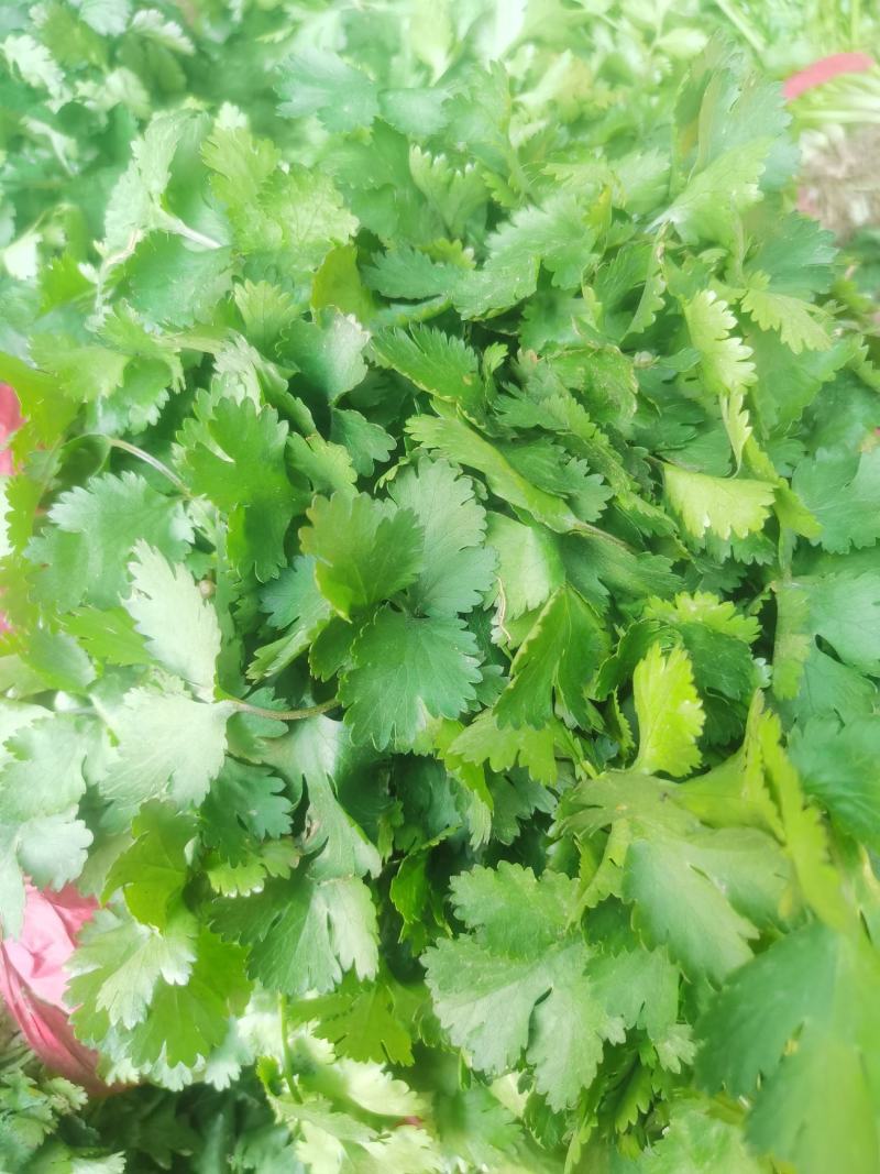 【好货】河南大叶香菜，精心采摘装车发货，货源稳定供货全国