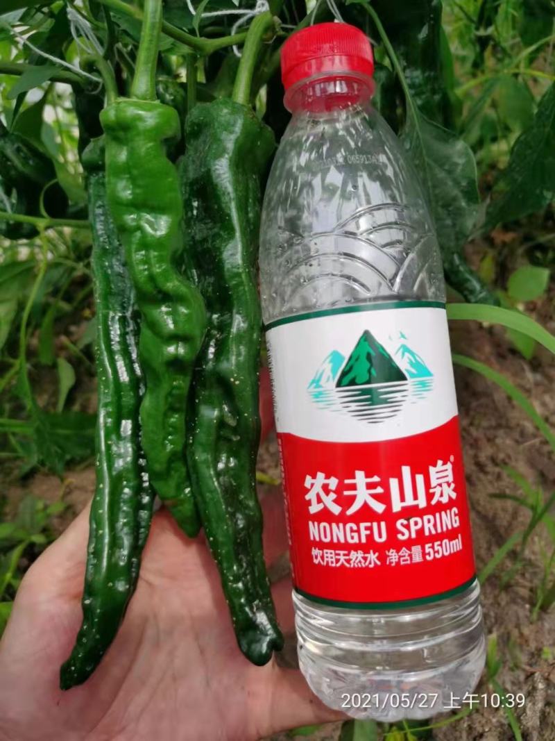 萧新黑金刚皱皮椒种子果色黑绿皱皮羊角型皱皱辣种子皮薄，辣