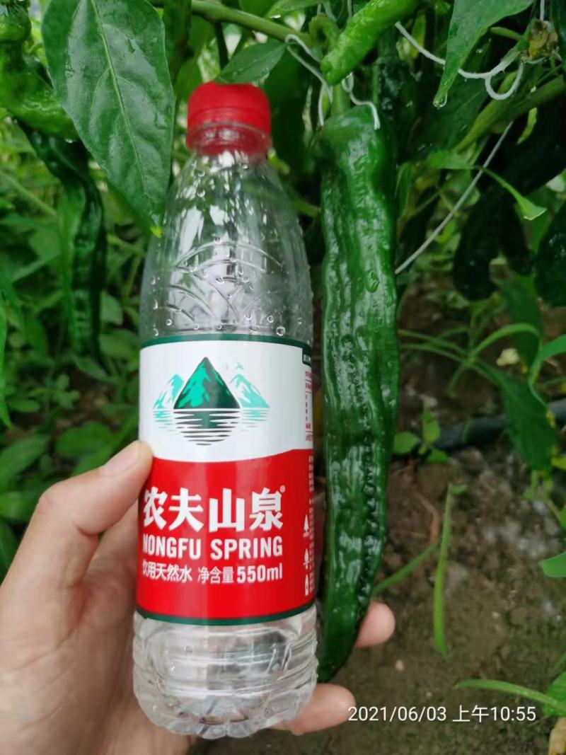 萧新黑金刚皱皮椒种子果色黑绿皱皮羊角型皱皱辣种子皮薄，辣