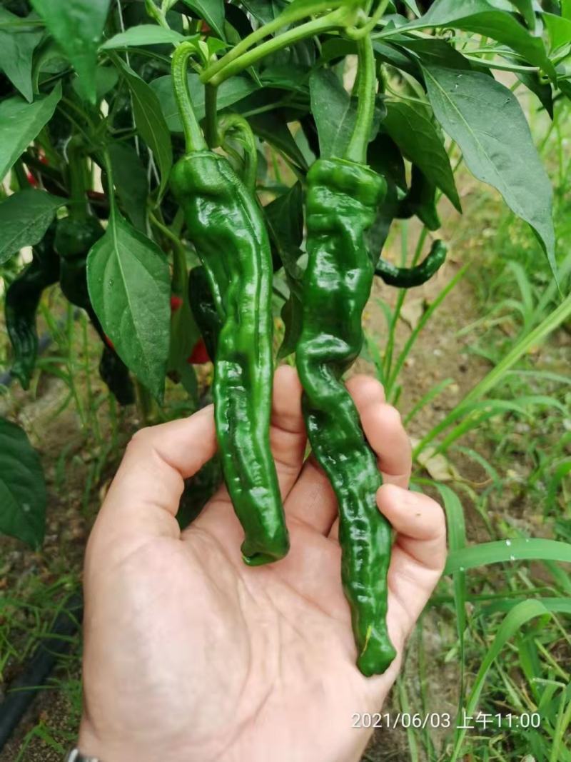 萧新黑金刚皱皮椒种子果色黑绿皱皮羊角型皱皱辣种子皮薄，辣