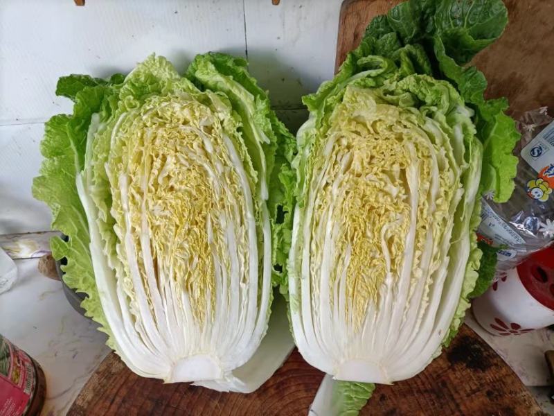 精品黄心白菜包菜精品优惠上市中，诚信经营，质量保证！