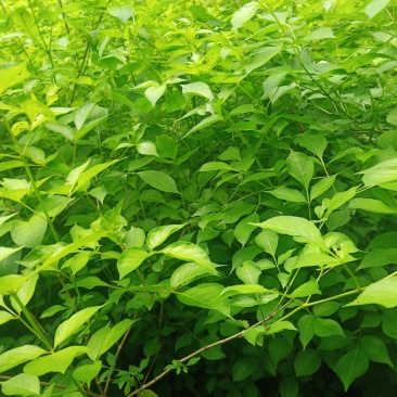 珍珠花苗