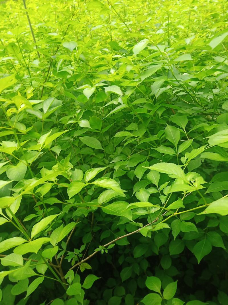 珍珠花苗