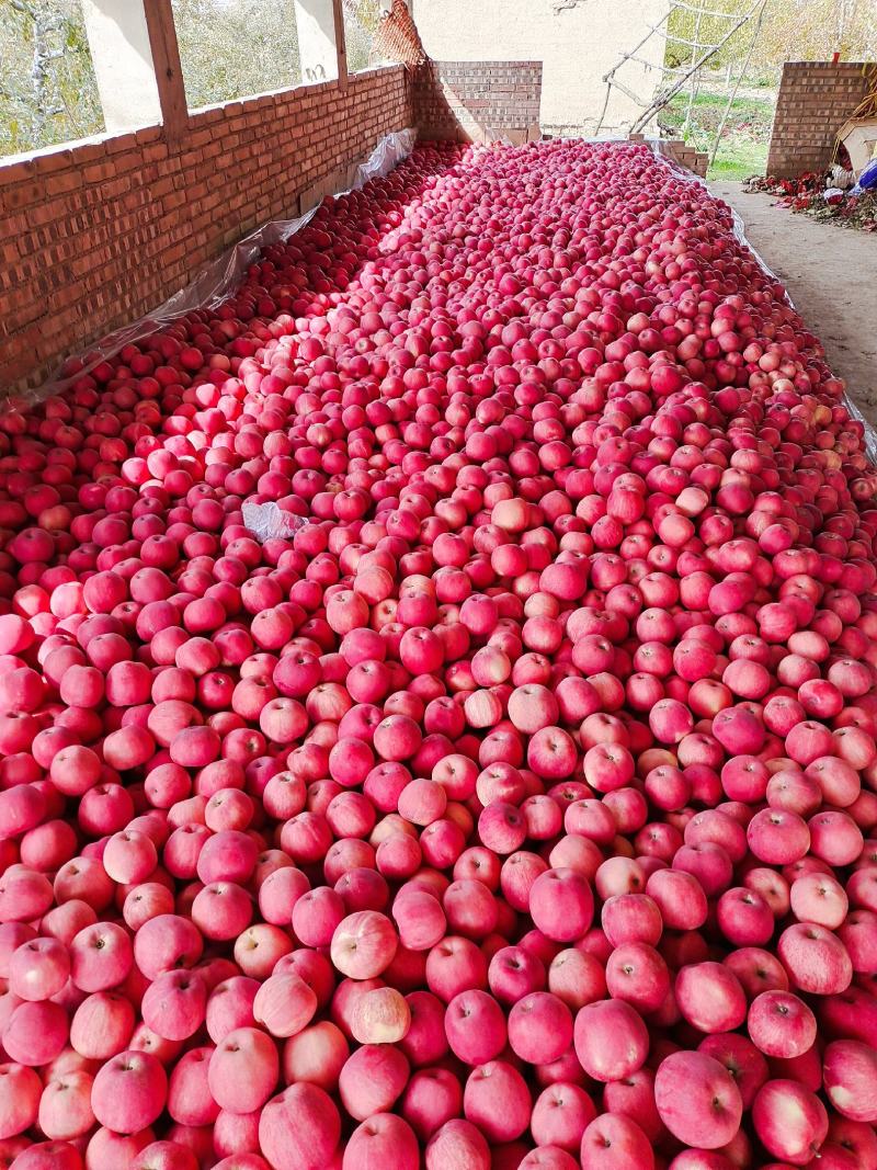 苹果批发直销怎么样