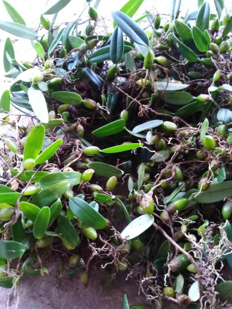 石橄榄小果