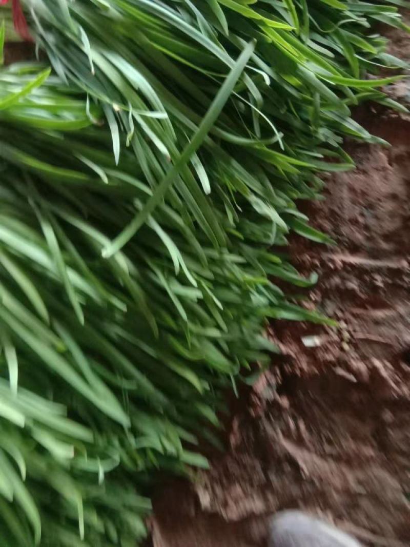 韭菜