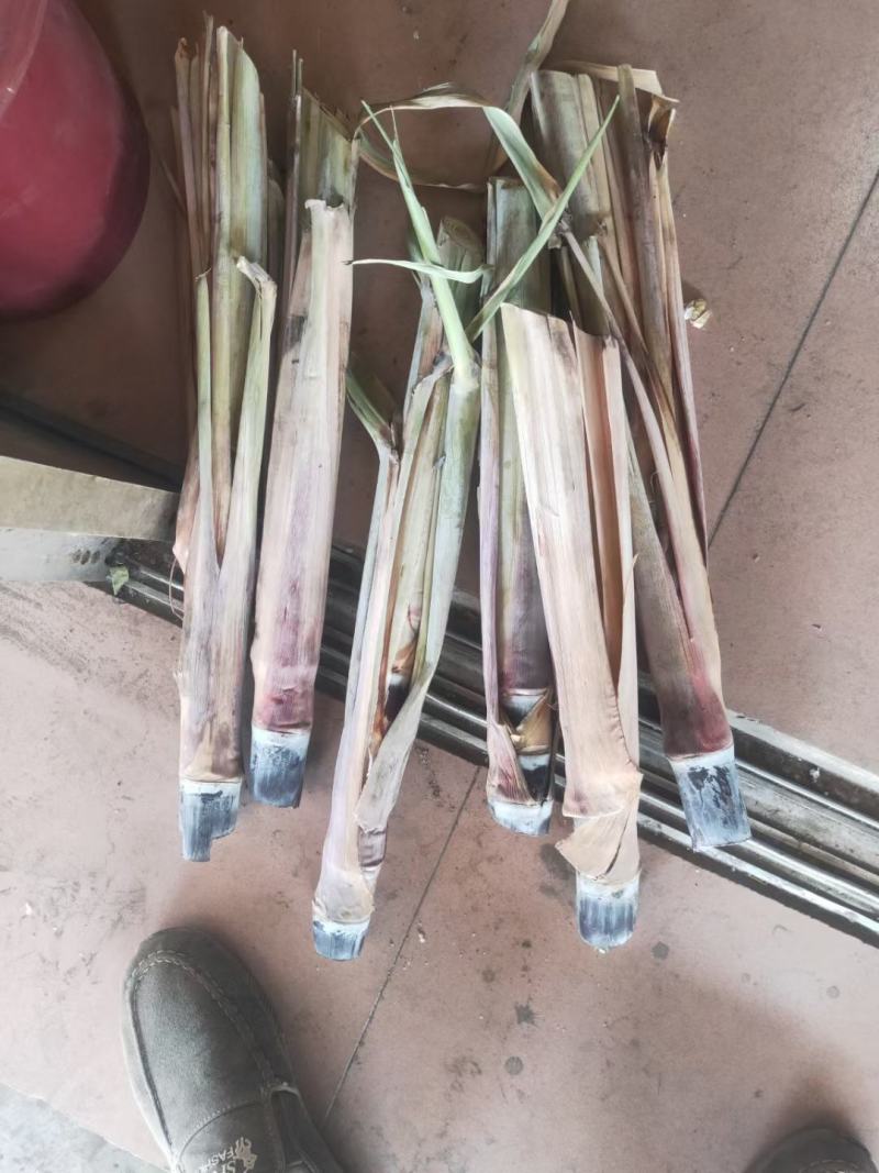 大灰黑皮甘蔗苗