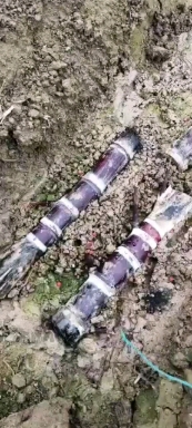 大灰黑皮甘蔗苗