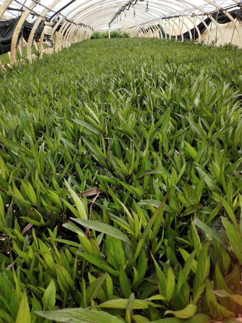 小杯翠芦莉，翠芦莉10袋，绿化苗木，专业种植翠芦莉