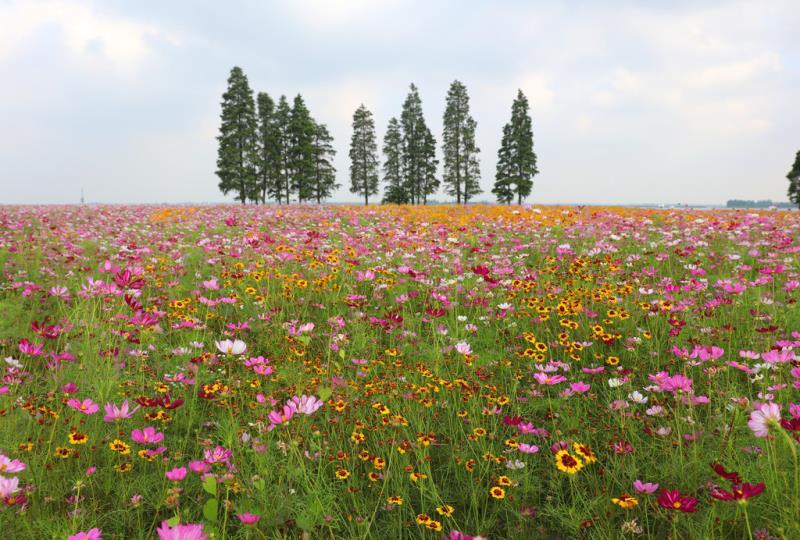 中杆，高杆波斯菊种子四季开花易活庭院种植打造花海混色