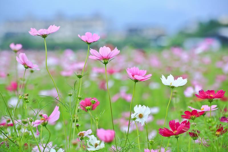 中杆，高杆波斯菊种子四季开花易活庭院种植打造花海混色