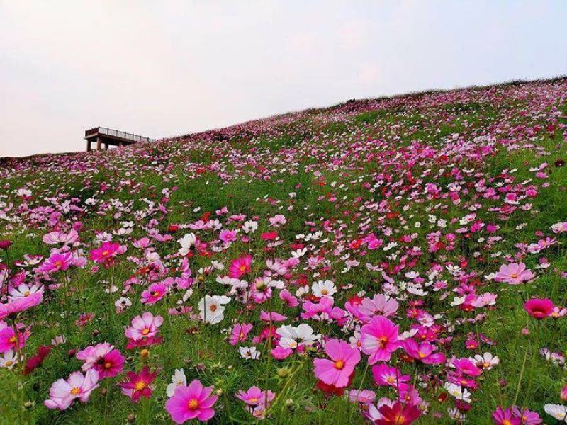 中杆，高杆波斯菊种子四季开花易活庭院种植打造花海混色