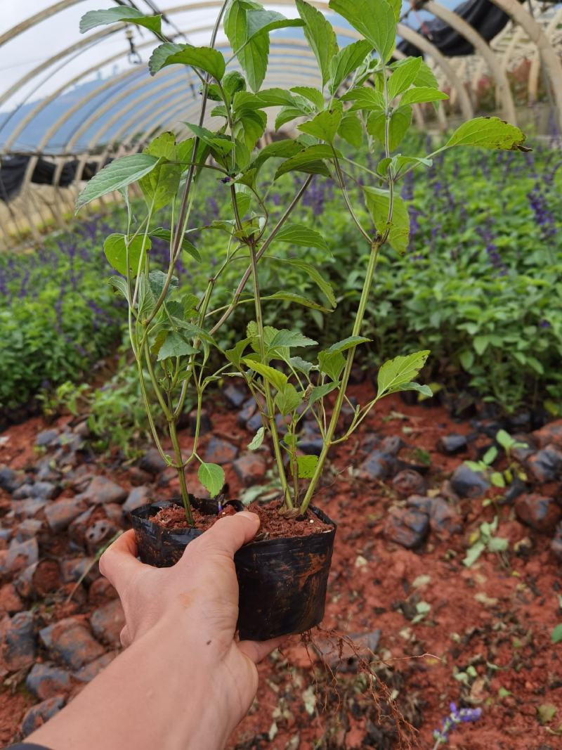 蓝花鼠尾草，云南蓝花鼠尾草杯苗一手货源，