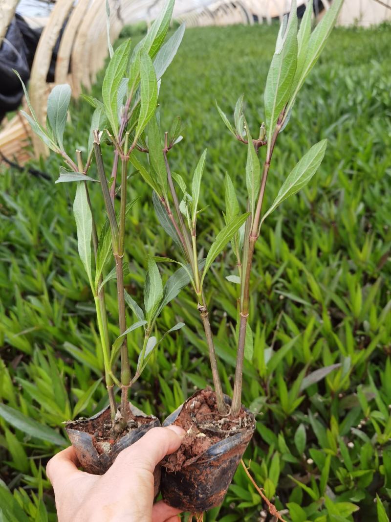 翠芦莉云南翠芦莉翠芦莉一手货源，紫花翠芦莉