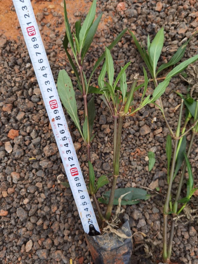 翠芦莉云南翠芦莉翠芦莉一手货源，紫花翠芦莉