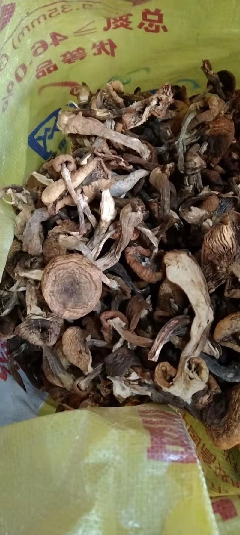 食用菌干榛蘑片